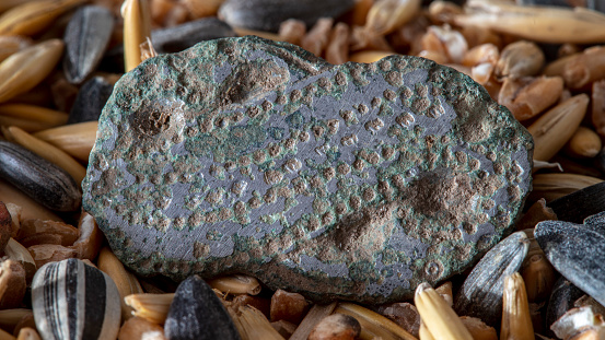 A closeup shot of Iron Age fibula, almost intact bronze