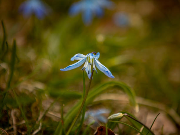 istock Closeup shot of a snowdrop with blurred background 1462975688