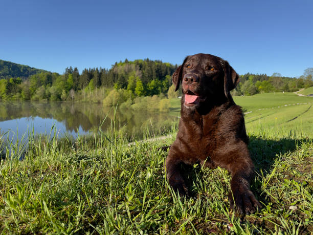 istock Brown labrador dog on a green meadow 1462975800