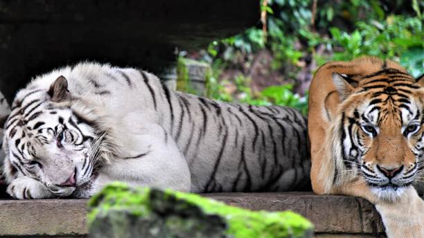 istock White tiger and an orange tiger in a forest 1462976086