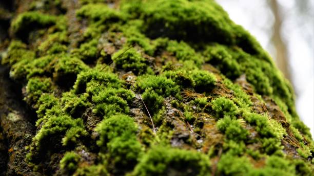 istock Closeup shot of details on moss growing on bark 1462976108