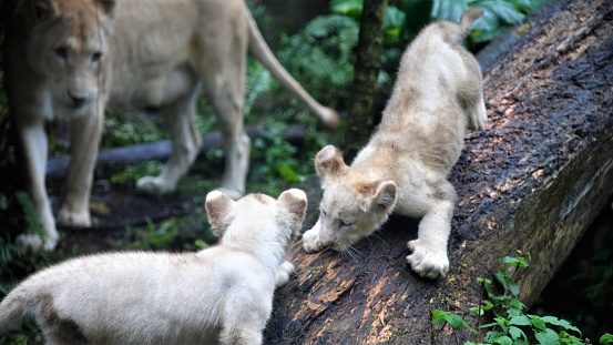 A pair of lion cubs playing on a tree with their mother closeby