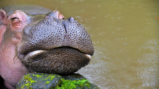 A closeup shot of a hippo resting near a green lake