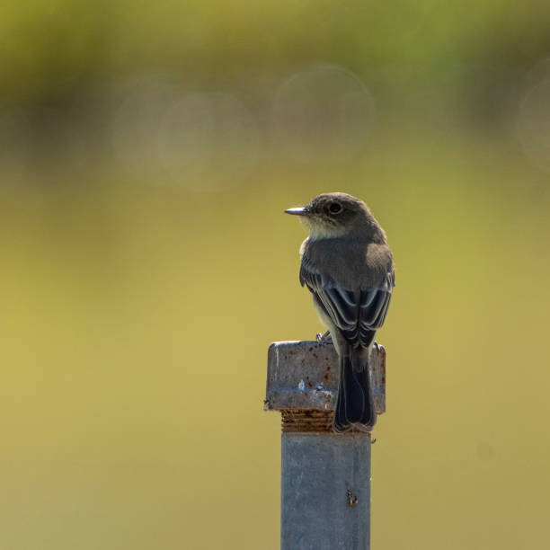 istock Closeup shot of a bird on a gate on a blurry background 1462976241