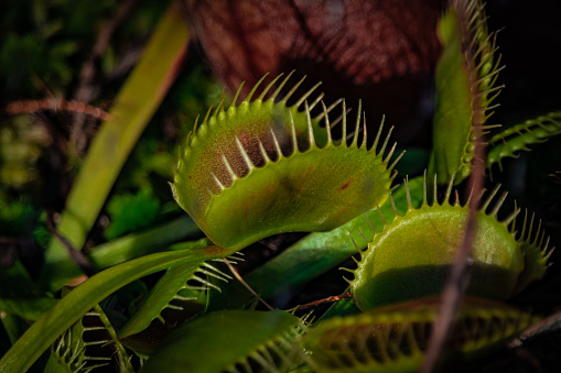 A closeup shot of the Venus flytrap in a forest during the day