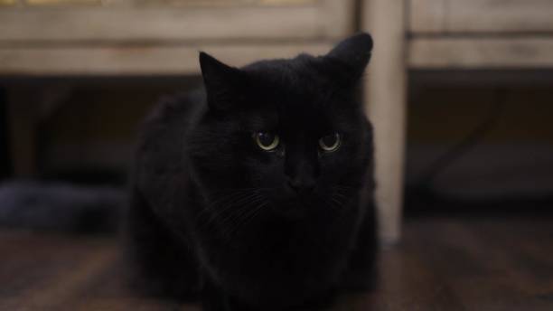 istock Beautiful Cat Posing In Front Of Camera - 1462976746