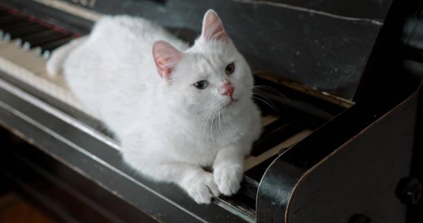 istock Beautiful Cat Posing In Front Of Camera - 1462976750