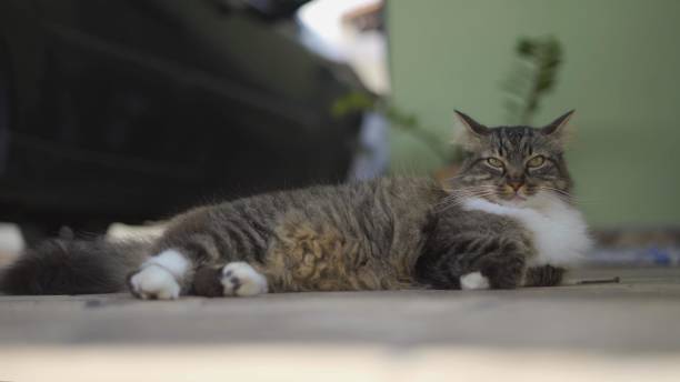 istock Beautiful Cat Posing In Front Of Camera - 1462976751