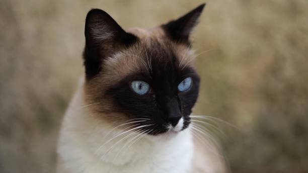 istock Beautiful Cat Posing In Front Of Camera - 1462976759