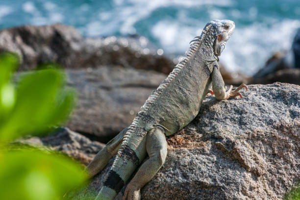 istock Leguaan zit op de rotsen van Aruba 1462976928