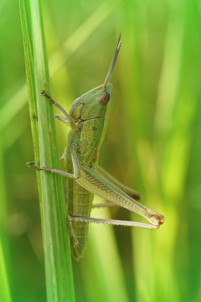 istock Vertical closeup on the small golden grasshopper, Euthystira brachyptera climbing 1462977007
