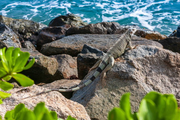 istock Leguaan zit op de rotsen van Aruba 1462977428