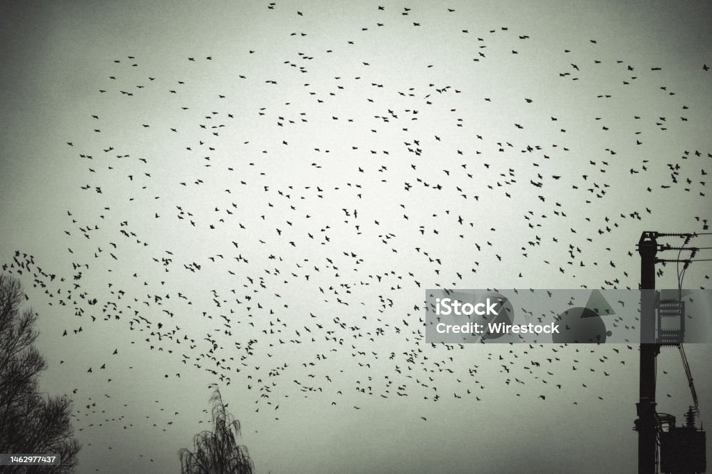 낮 동안 하늘에서 새 무리의 아름다운 샷 0명에 대한 스톡 사진 및 기타 이미지 - 0명, 구름, 동물 - iStock