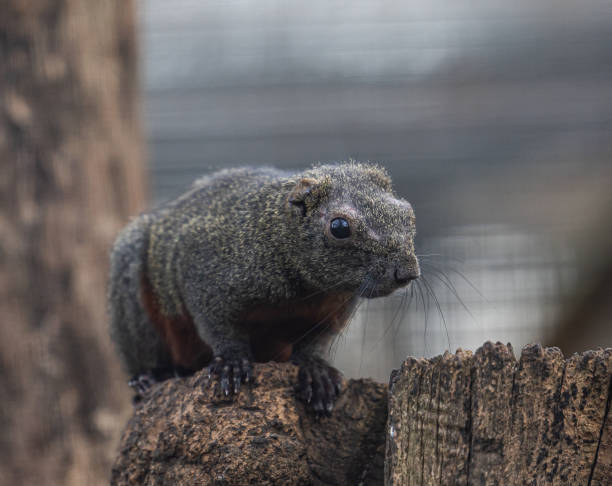 istock Close-up shot of a Pallas squirrel on a blurred background 1462977792