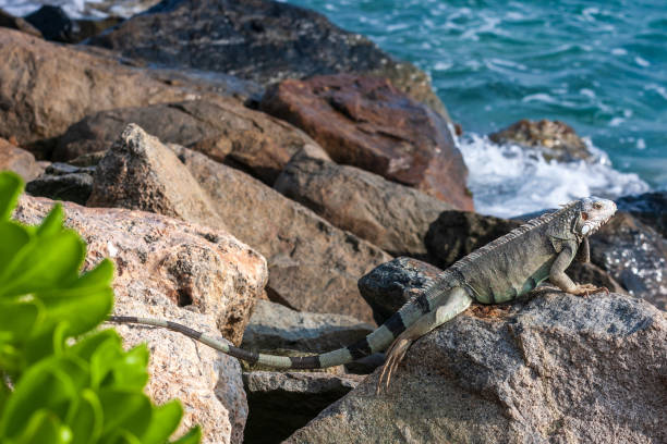 istock Leguaan zit op de rotsen van Aruba 1462977877