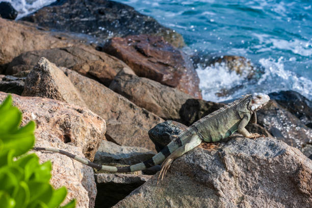 istock Leguaan zit op de rotsen van Aruba 1462978877