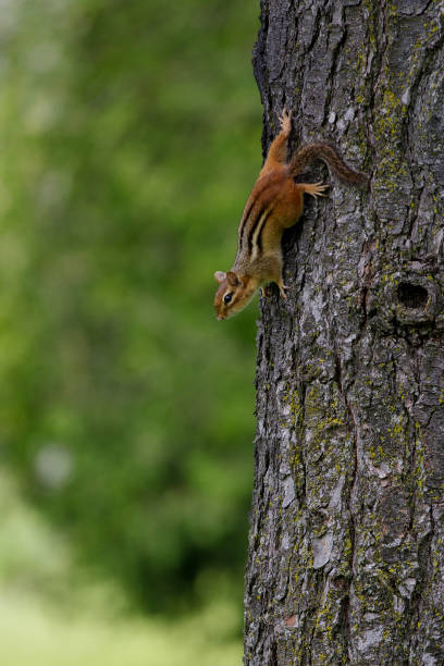 istock Closeup of a squirrel on a tree bark 1462979619