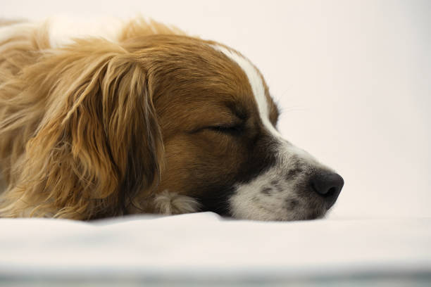 istock Closeup of Peacefully Sleeping Mixed Breed Dog with White Background 1462979640