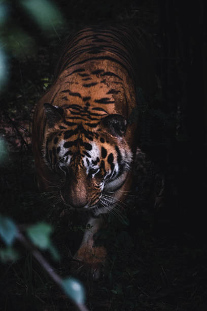 istock Closeup of a tiger in the jungle 1462980408
