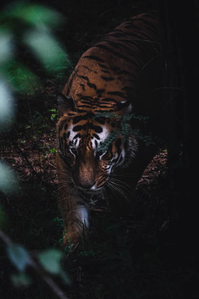 istock Closeup of a tiger in the jungle 1462980409