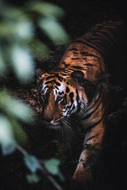 istock Closeup of a tiger in the jungle 1462980410