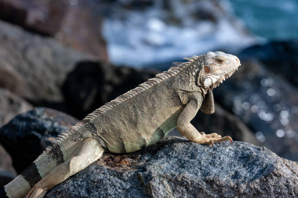 istock Leguaan zit op de rotsen van Aruba 1462980439
