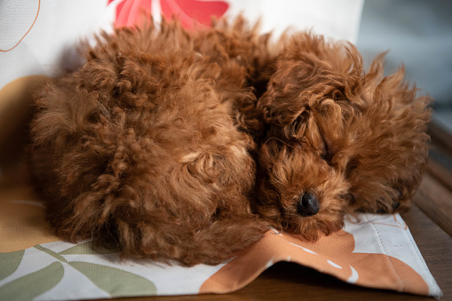 A cute brown fluffy teacup poodle puppy peacefully sleeping on a piece of colorful cloth, close up picture