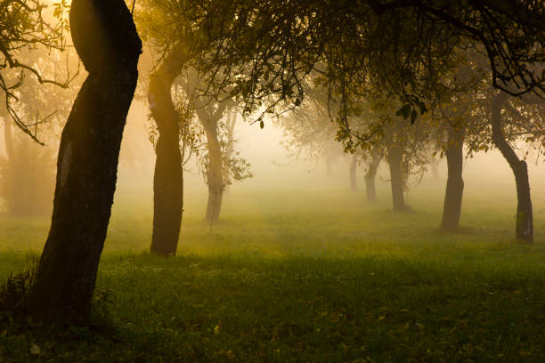 istock Misty morning in the park 1462980650