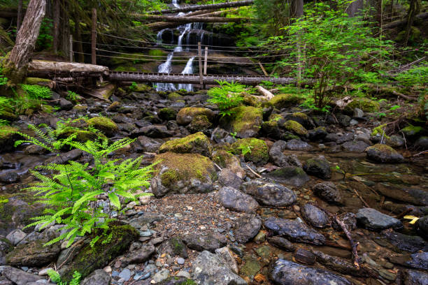 istock Bridge across a small stream with ferns growing around in Stokes Fall, Vancouver Island 1462980668