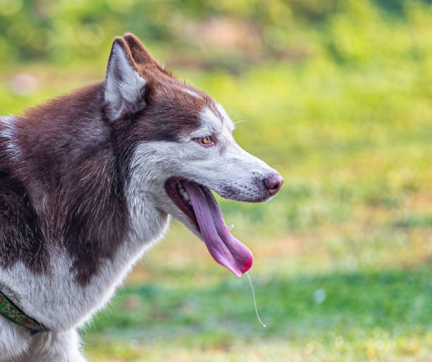 istock Wild Siberian Husky with open mouth in the garden 1462980687