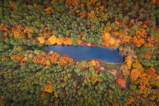 istock Clean lake with blue water in the forest 1462980709