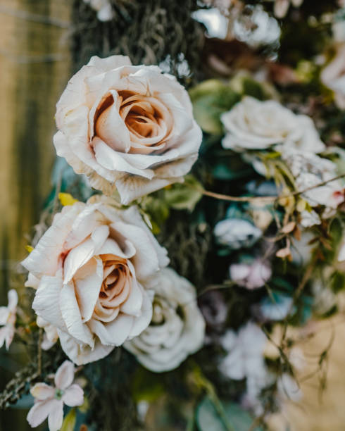 istock Closeup shot of decorative roses 1462980761
