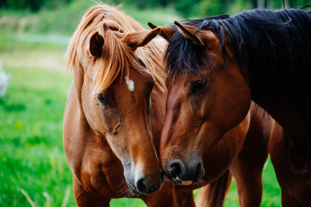 istock Closeup of horses walking in a field 1462980903