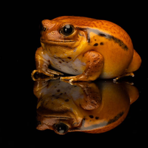 A closeup of a tomato frog on a black background