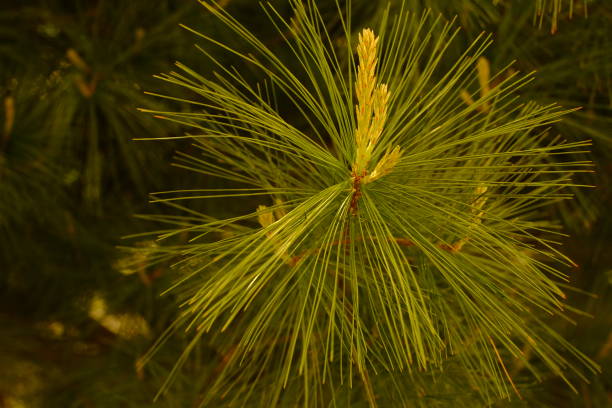 A selective focus shot of Weymouth Pine in the forest