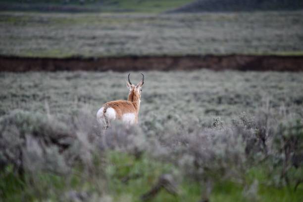 istock Closeup of a young deer in a meadow 1462981453