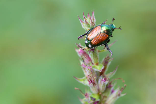 istock Close up macro shot of a Japanese Beetle 1462981471