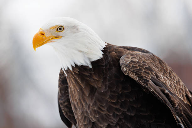 istock Profile of an American Bald Eagle 1462981473