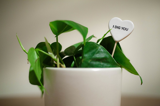 A closeup of heart shaped stick with I DIG YOU sign in potted plant