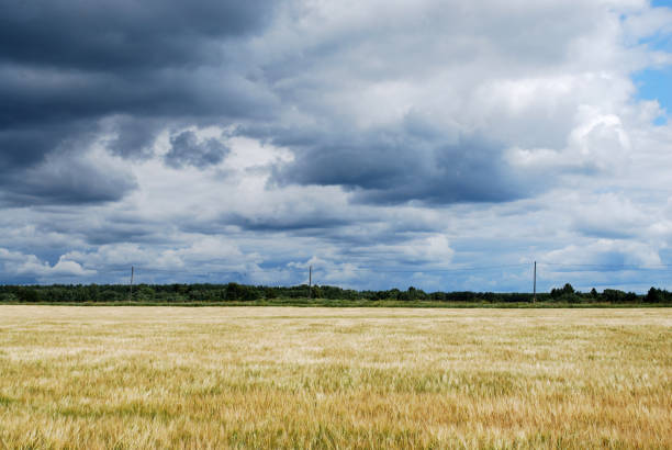 istock Beautiful view of Wheat field under cloudy sky 1462981821