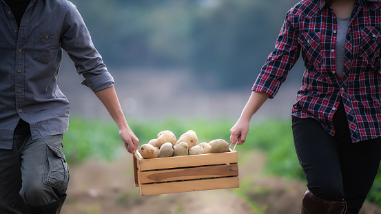 Cropped shot of gardeners in checkered shirts helping each other hold potatoes while working on farm