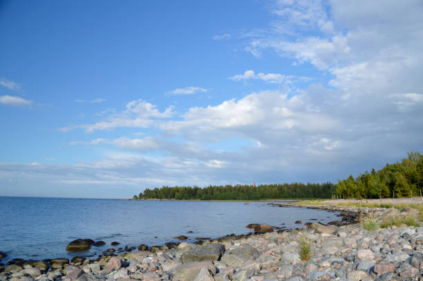 istock Trees and rocks on the beach in Estonia 1462981842