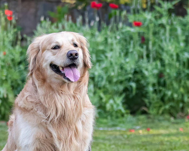 istock Happy Golden Retriever in a park 1462982074