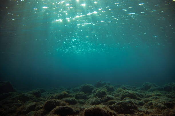 istock Underwater shot with sunlight entering the water 1462982101