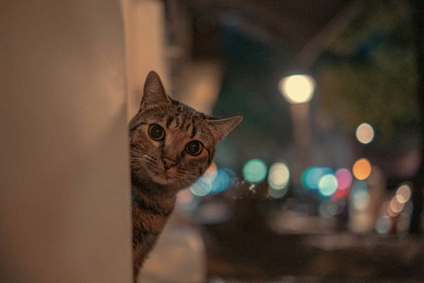 A closeup of a cat staring behind a wall