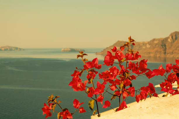 Close up of white flowers growing in square planter in Oia, Santorini in Oia, Greece