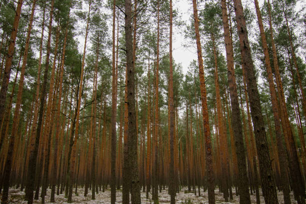 belle photo de grands pins en hiver - fine wood photos et images de collection