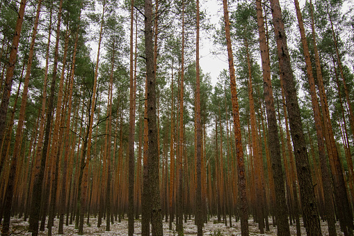 A beautiful shot of tall pine trees in the winter