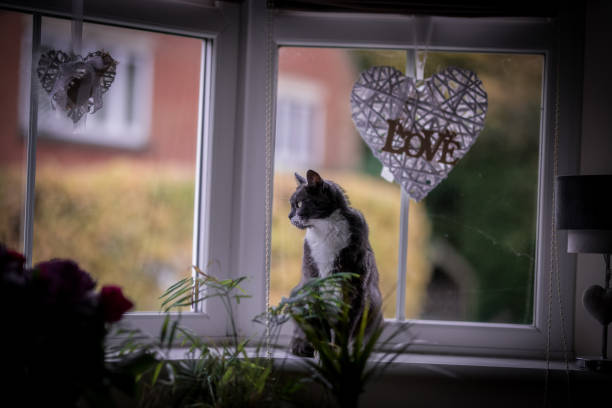 istock Closeup of a gray cat 1462982309