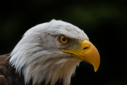 Bald Eagle close-up of head.